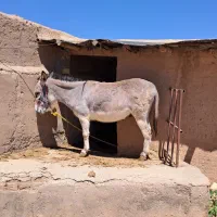 الاغ نر جوان