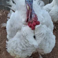 بوقلمون بیوتی ارگانیک