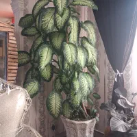 گل و گیاه