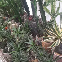 گلهای زیبای اپارتمانی