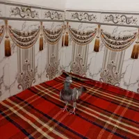 کفتر سرک سبز شهری نر مس هوایی|پرنده|شیراز, پودنک|دیوار