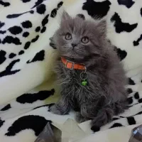 ۳ بچه گربه ۲ماهه