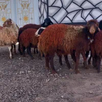 ۹راس بره ماده ...میش