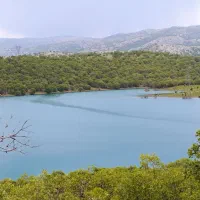 برنج چمپا کامفیروز اصل کیلو ۲۲۰۰۰۰تومان