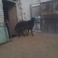 فروش‌بره‌قوچ‌همو|حیوانات مزرعه|شیروان (خراسان), |دیوار