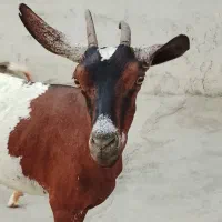 بز صلاله
