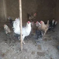 تخم مرغ نطفه دارگلین وطوسی|حیوانات مزرعه|اصفهان, شفق|دیوار