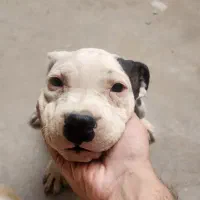 توله نر پیت بول خالص