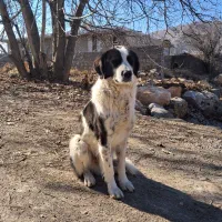 سگ گله و نگهبانی و بگیره|سگ|سیسخت, |دیوار