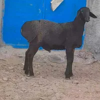 بره‌قو چی‌چینی|حیوانات مزرعه|تربت جام, جامرود|دیوار