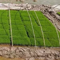 تیم هاشمی آماده کاشت