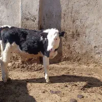 فروش دو راس گوساله نر سیمینتال