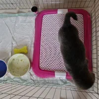 مالتیپو ۲ ماهه رنگ جذاب کمیاب