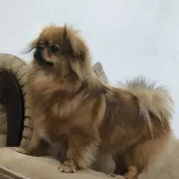 پامریین یک سال و نیم جنس نر عقیم شده|سگ|اهواز, کوی مهدیس|دیوار