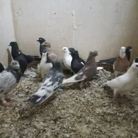 کفترهوایی|پرنده|شیراز, دارالرحمه|دیوار