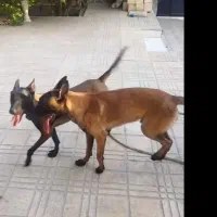 سگ مالینیوز|سگ|بندرعباس, |دیوار