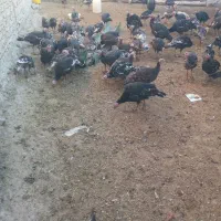 بوقلمون فروشی|حیوانات مزرعه|شادیان, |دیوار