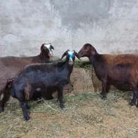 انواع گوسفند های چاق کشتاری