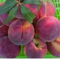 نهال هلو آلبرتا ، درخت هلو اصلاح شده نهالستان مشهد