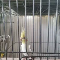 عروس هلندی همه رقم