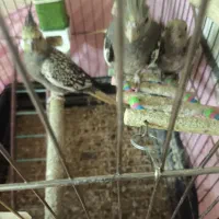 عروس هلندی|پرنده|تبریز, |دیوار