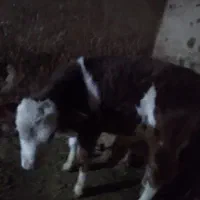 سلام گوساله نر سیمینتال