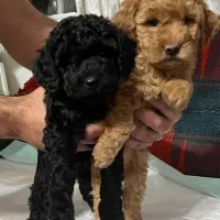 توی پودل ۶۰ روزه نروماده