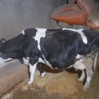 ماده گاو هلشتاین بزمیش قوچ|حیوانات مزرعه|بیستون, |دیوار