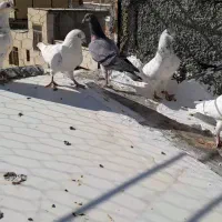 پلاکی اصل سفید|پرنده|سنندج, |دیوار