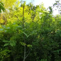 نهال ریشه درشت هم پیوندی و غیره ارتفاع ۲تا۳متری