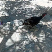 بوقلمون ماده