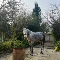 اسب عرب کرد