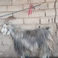دوبر ترکی اخته  جوان  اصل گله داری
