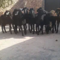 بره نر