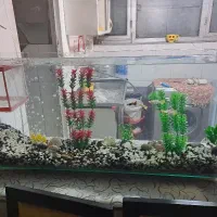 آکواریوم جذاب ماهی گوپی با بچه ها تمام و کمال