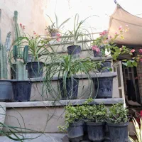 حراج گیاهان آپارتمانی به علت تغییر شغل|گل و گیاه طبیعی|خرم‌آباد, |دیوار