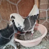 کفتر تهرانی