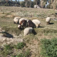 ۸ تا میش ماده چاق مالداری دو قلوزا یکی نر|حیوانات مزرعه|ایرانشهر, |دیوار