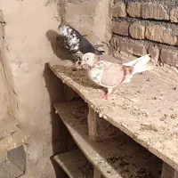 کبوتر پرشی|پرنده|خوی, |دیوار