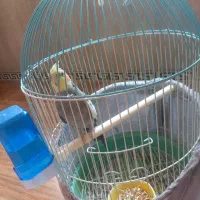 عروس هلندی نر