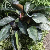 فیلودندرون