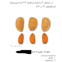 نهال بادام  شاهرودی دیم، فرانیس و تونو، سوپرنوا|خدمات باغبانی و درختکاری|شیراز, تاچارا|دیوار