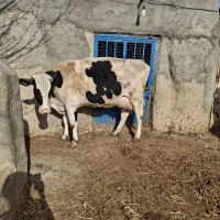 گاو گوساله تلیسه