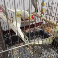 عروس هلندی|پرنده|پاکدشت, حصار امیر|دیوار