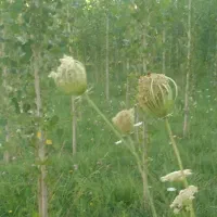علف چین دوم حدود ۷شرخه روستای قراقیه ۱۰ میلیون