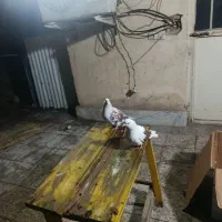 یک جفت نر ماده به فروش می‌رسد|پرنده|تهران, افسریه جنوبی|دیوار