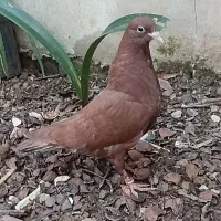 چند عدد کبوتر .سرخ‌.سرور|پرنده|لنگرود, |دیوار