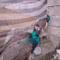 طاووس|پرنده|آستانه اشرفیه, |دیوار