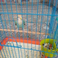 طوطی کوتوله
