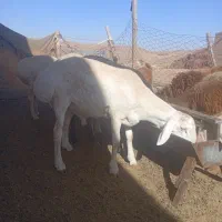 بره ماده چینی قندوزی|حیوانات مزرعه|کرمانشاه, |دیوار